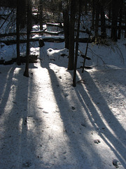 Shadows in the woods