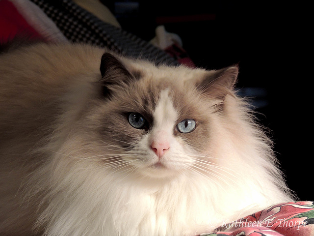 Zoe Christmas 2012 - Zoe is our blue bi-color Ragdoll.  She has the sweetest personality, but can definitely be a princess to get what she wants!