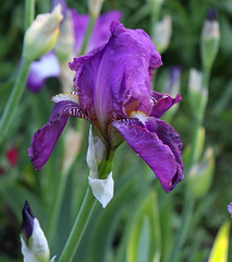 Iris ancien pourpre (2)