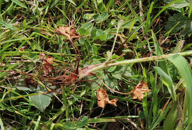 Saxifraga granulata (3)