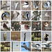 Birds of Alberta 2, page 4