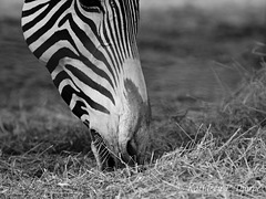 Zebra muzzle shot 111213