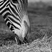 Zebra muzzle shot 111213
