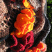 Crocheted coral reef (in progress)