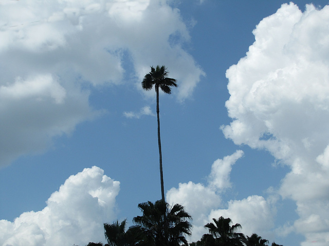 On a Florida blue sky day ..