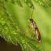 Small Sawfly