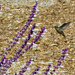 Hummingbird-another view - cropped-