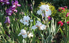 Iris Nordica