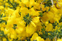 Yellow Tasmanian Flowers .... Ooops!