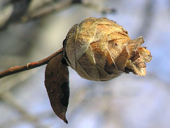 Willow gall