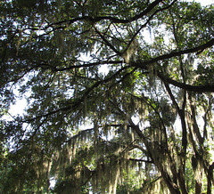 Late afternoon & Spanish moss ..