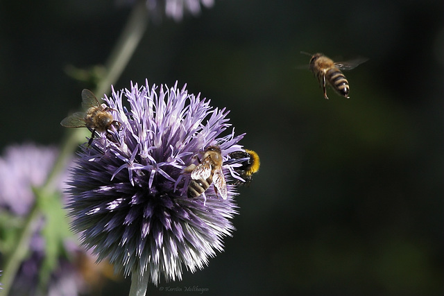 Von Bienen und Blumen ... (Wilhelma)