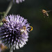 Von Bienen und Blumen ... (Wilhelma)