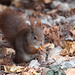 Eichhörnchen beim Essen (Wilhelma)