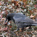 "Nutty" Crow VI (Wilhelma)