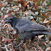 "Nutty" Crow VII (Wilhelma)