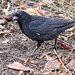 "Nutty" Crow III (Wilhelma)