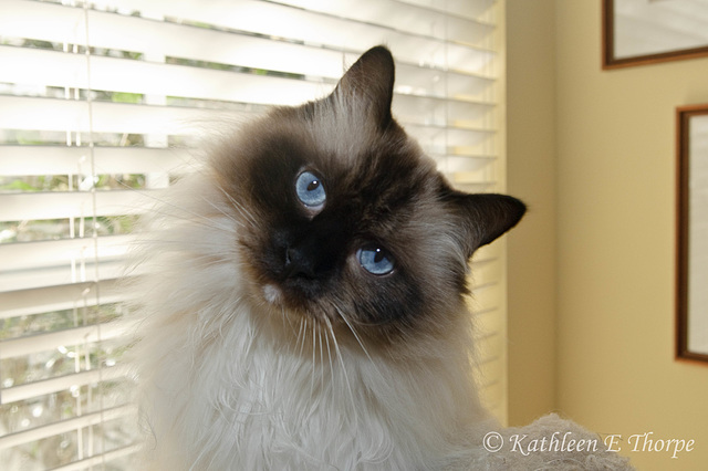 Do you want something from me??!!  Brady our seal pointed mitted Ragdoll Cat