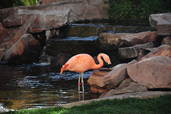 Durstiger Flamingo