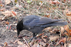 "Nutty" Crow I (Wilhelma)