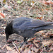 "Nutty" Crow I (Wilhelma)