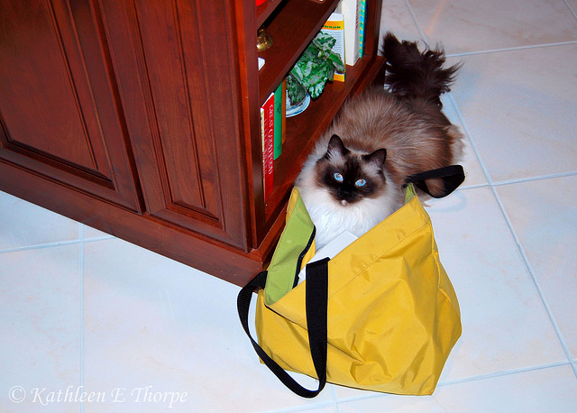 There is something about totes ...  Brady our seal point mitted Ragdoll Cat.
