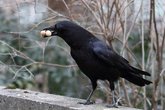 Another "Nutty" Crow (Wilhelma)