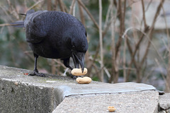 Another "Nutty" Crow IV (Wilhelma)