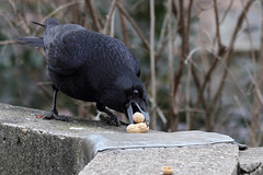 Another "Nutty" Crow VI (Wilhelma)
