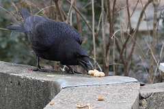 Another "Nutty" Crow II (Wilhelma)