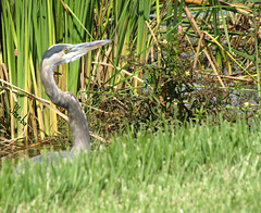 There was a Heron ..and a Human .. both determined .. he to find something to eat .. she to take his photograph .. neither would give ground, so he took things into his own wings ~