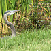 There was a Heron ..and a Human .. both determined .. he to find something to eat .. she to take his photograph .. neither would give ground, so he took things into his own wings ~