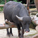 Wasserbüffel II (Zoo Augsburg)