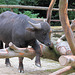 Wasserbüffel I (Zoo Augsburg)