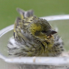 Drenched siskin after its swim sheltering, sensibly, in the food container!