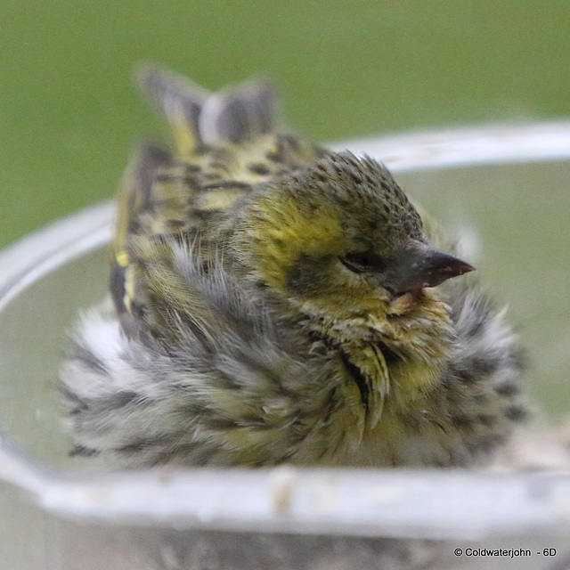 Drenched siskin after its swim sheltering, sensibly, in the food container!