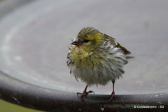 When you're a young Siskin noone ever warns you that birdbaths can be quite deep!