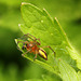 Lovely Spider-Cheiracanthium erraticum
