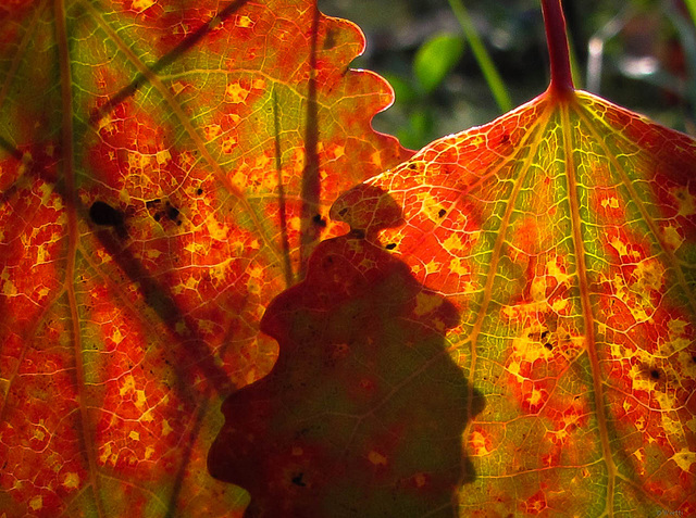 leaves in red