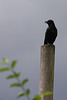 I'm a poor, lonesome crow ... (Wilhelma)