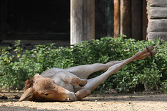 Junger Onager (Zoo Augsburg)