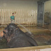 Elefantastischer Badespaß (Wilhelma)