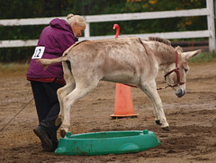 Another weekend, another Donkey & Mule show!