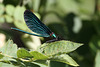 Schönes Insekt - Blauflügel-Prachtlibelle (Wilhelma)