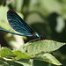 Schönes Insekt - Blauflügel-Prachtlibelle (Wilhelma)