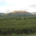 Though we didn't see bears or the mountain, experiencing the beauty and vastness of Denali was wonderful