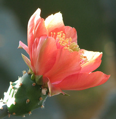Prickly Pear blossom
