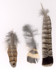 Ruffed Grouse feathers