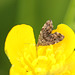 Nettle-Tap Moth