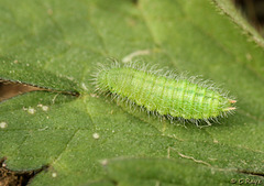 Meadow Brown Caterpillar